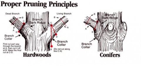 Proper Pruning Principles