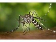 Close Up of a Mosquito